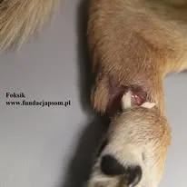 Pies do adopcji, Nowy Dwór Mazowiecki, 26 sierpnia 2025 (5/5)