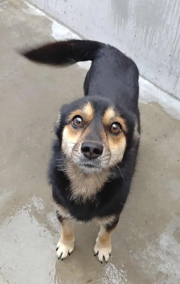 Znaleziono psa, Lublin, 25 sierpnia 2025