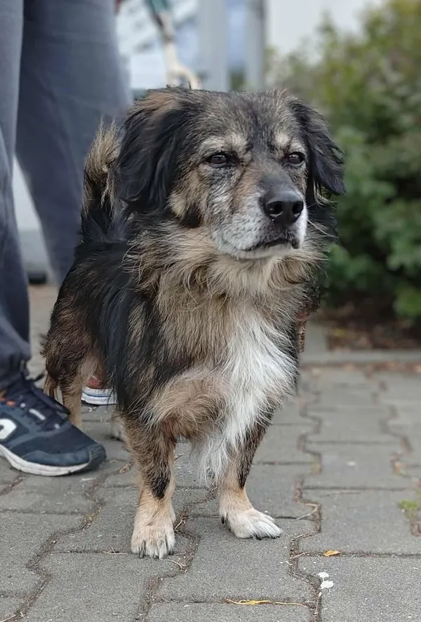 Znaleziono psa, Lublin, 26 sierpnia 2025