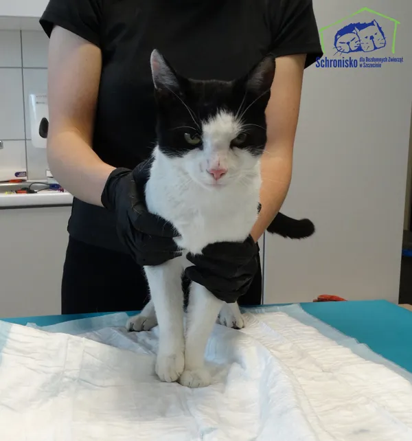 Znaleziono kota, Szczecin, 26 sierpnia 2025