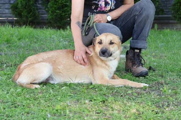 Pies do adopcji, Bełchatów, 6 maja 2025 (1/5)