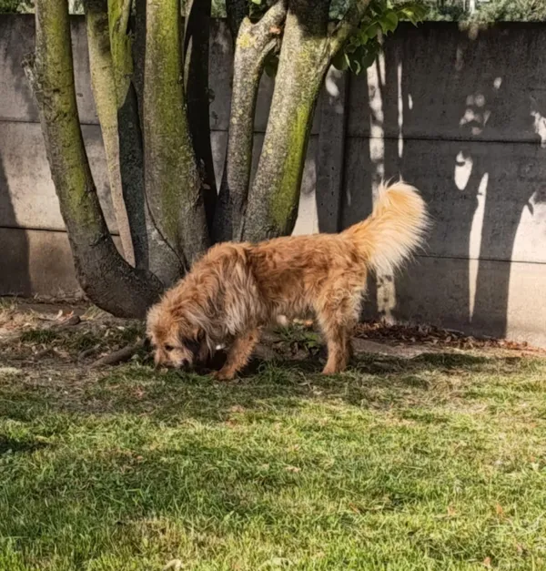 Pies do adopcji, Bełchatów, 8 czerwca 2025 (3/5)