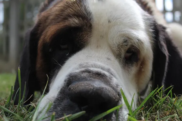 Pies do adopcji, Bełchatów, 10 czerwca 2025 (2/5)