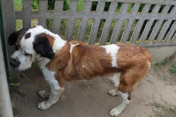 Pies do adopcji, Bełchatów, 10 czerwca 2025 (3/5)