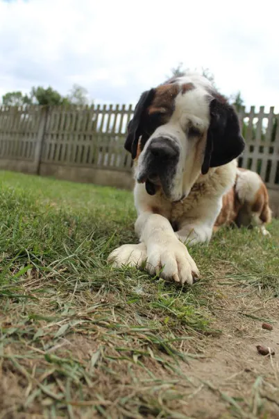 Pies do adopcji, Bełchatów, 10 czerwca 2025 (5/5)