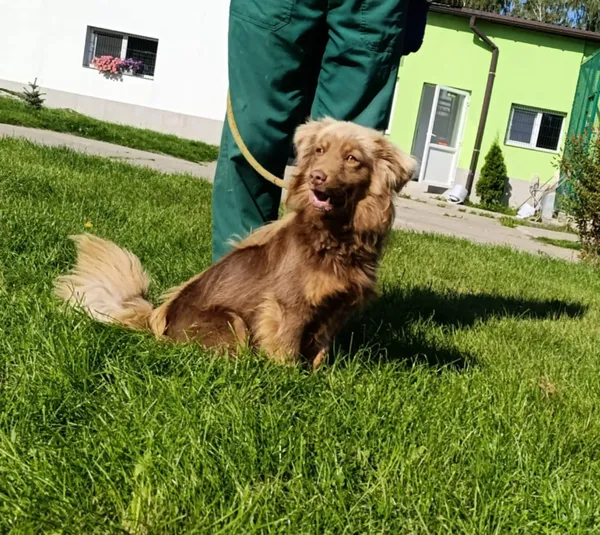 Pies do adopcji, Bełchatów, 28 lipca 2025 (2/5)