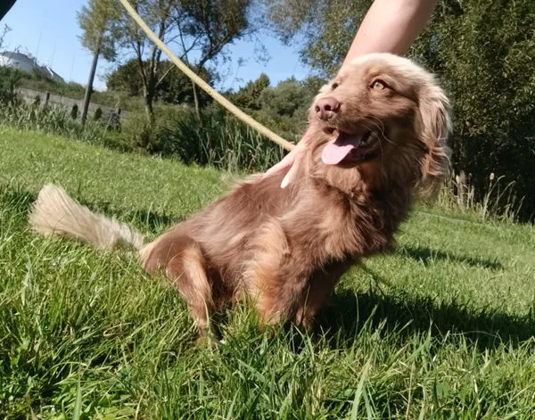 Pies do adopcji, Bełchatów, 28 lipca 2025 (3/5)