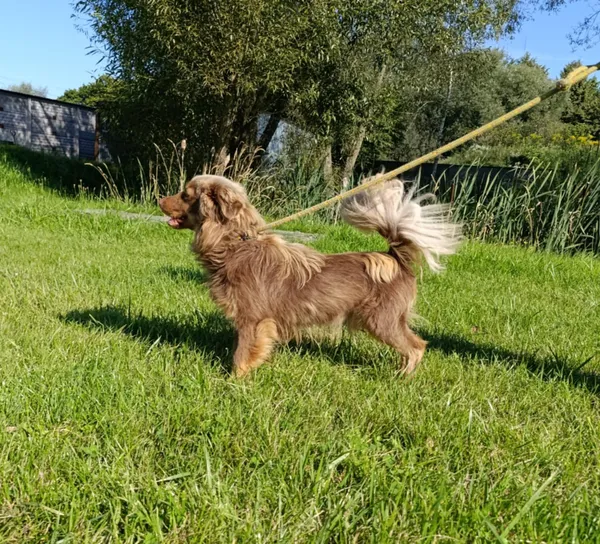 Pies do adopcji, Bełchatów, 28 lipca 2025 (4/5)