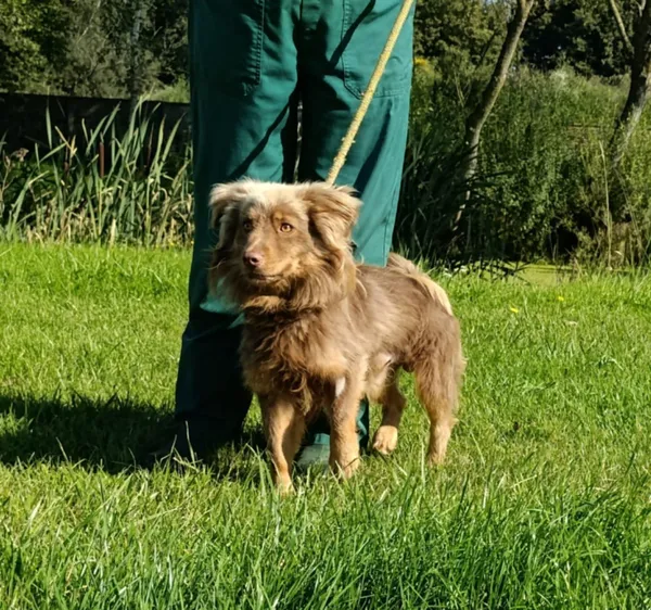 Pies do adopcji, Bełchatów, 28 lipca 2025 (5/5)