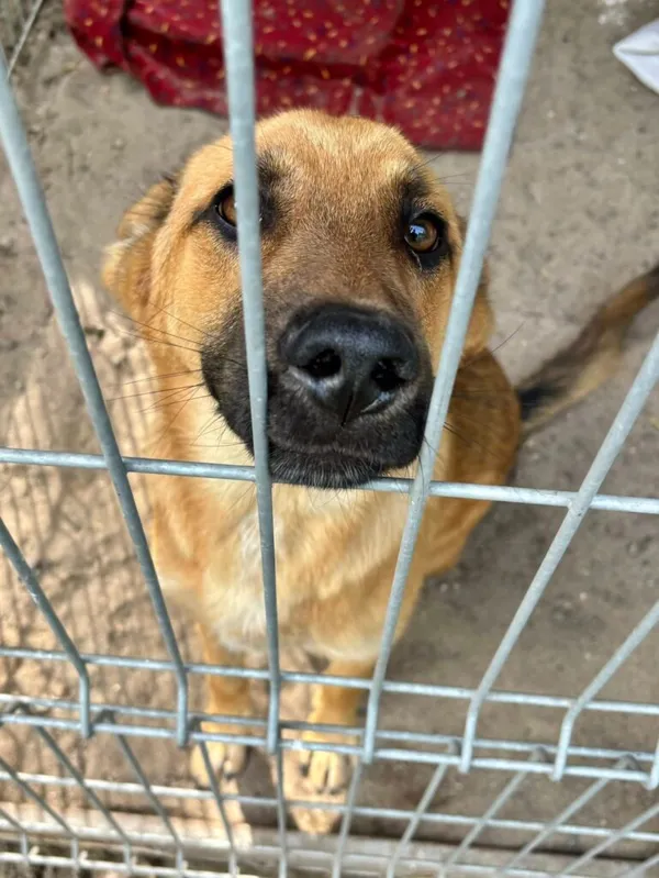 Pies do adopcji, Przyborówko, 18 czerwca 2026 (1/5)