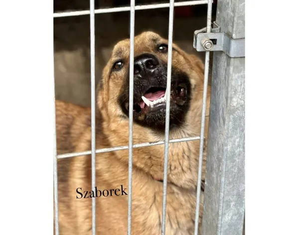 Pies do adopcji, Przyborówko, 18 czerwca 2026 (5/5)