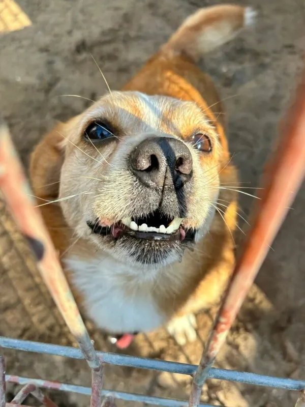 Pies do adopcji, Przyborówko, 27 października 2025 (1/5)