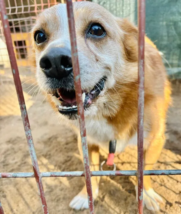 Pies do adopcji, Przyborówko, 27 października 2025 (2/5)