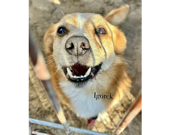 Pies do adopcji, Przyborówko, 27 października 2025 (3/5)