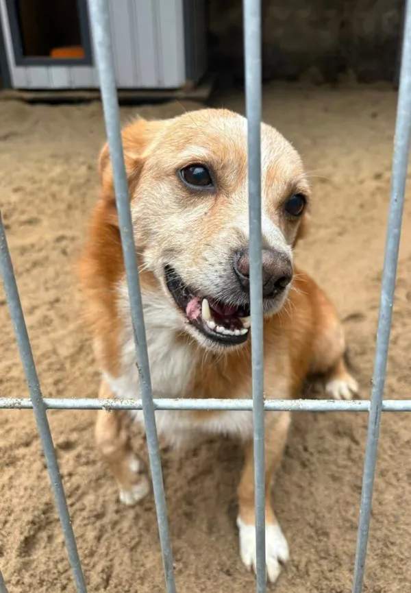 Pies do adopcji, Przyborówko, 27 października 2025 (4/5)