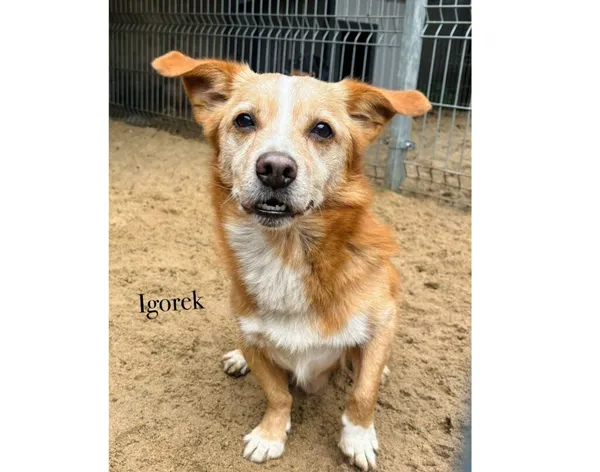 Pies do adopcji, Przyborówko, 27 października 2025 (5/5)