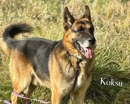 Pies do adopcji, Przyborówko, 13 lutego 2026 (4/4)