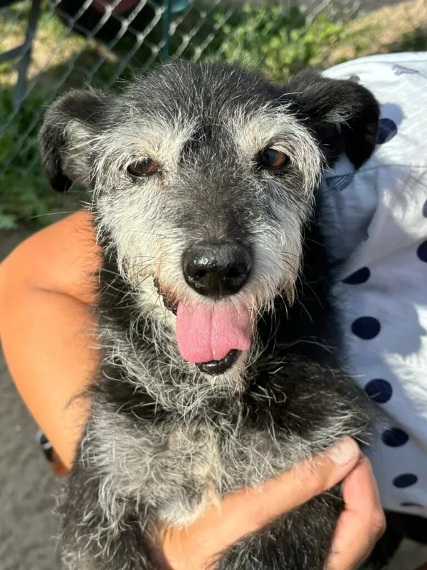 Pies do adopcji, Przyborówko, 26 sierpnia 2025 (1/3)