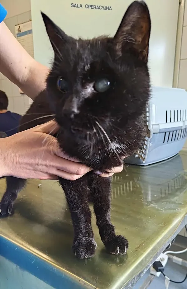 Znaleziono kota, Lublin, 25 sierpnia 2025