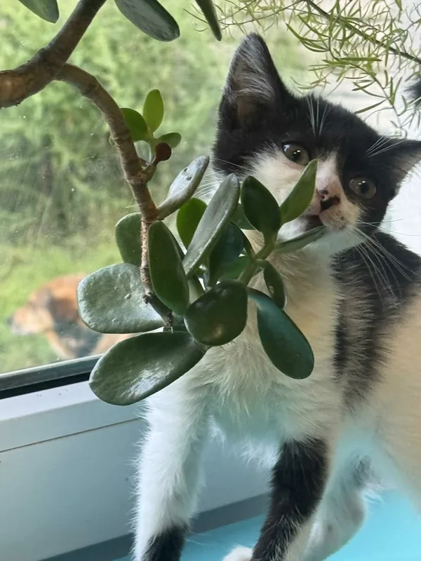 Kot do adopcji, Zgierz, 26 sierpnia 2025 (1/5)