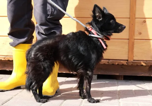 Znaleziono psa, Łódź, 26 sierpnia 2025 (2/5)