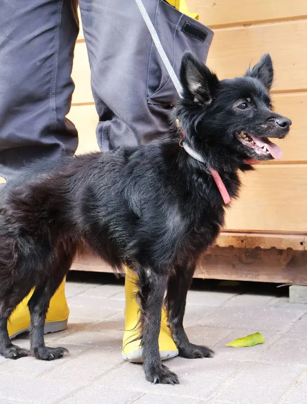 Znaleziono psa, Łódź, 26 sierpnia 2025 (5/5)