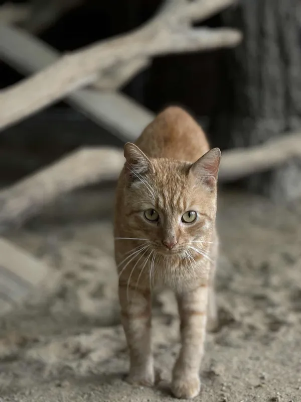 Kot do adopcji, Olsztyn, 22 sierpnia 2025 (1/3)