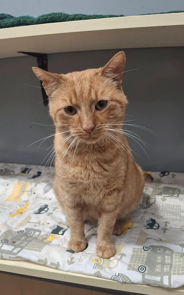 Kot do adopcji, Olsztyn, 22 sierpnia 2025 (2/3)