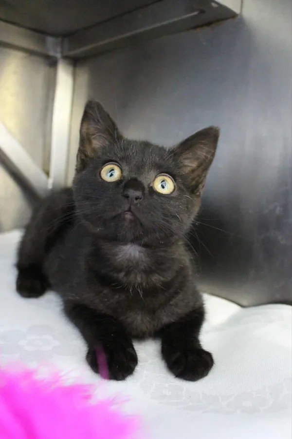 Kot do adopcji, Olsztyn, 21 sierpnia 2025