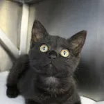 Kot do adopcji
