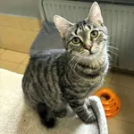 Kot do adopcji
