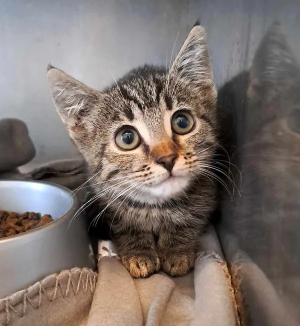 Kot do adopcji, Olsztyn, 14 sierpnia 2025