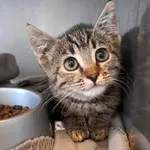 Kot do adopcji