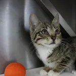 Kot do adopcji