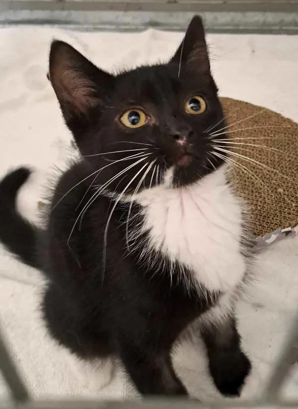 Kot do adopcji, Olsztyn, 27 lipca 2025