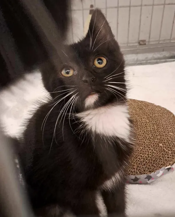 Kot do adopcji, Olsztyn, 27 lipca 2025