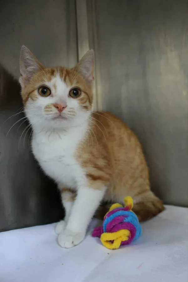 Kot do adopcji, Olsztyn, 24 lipca 2025