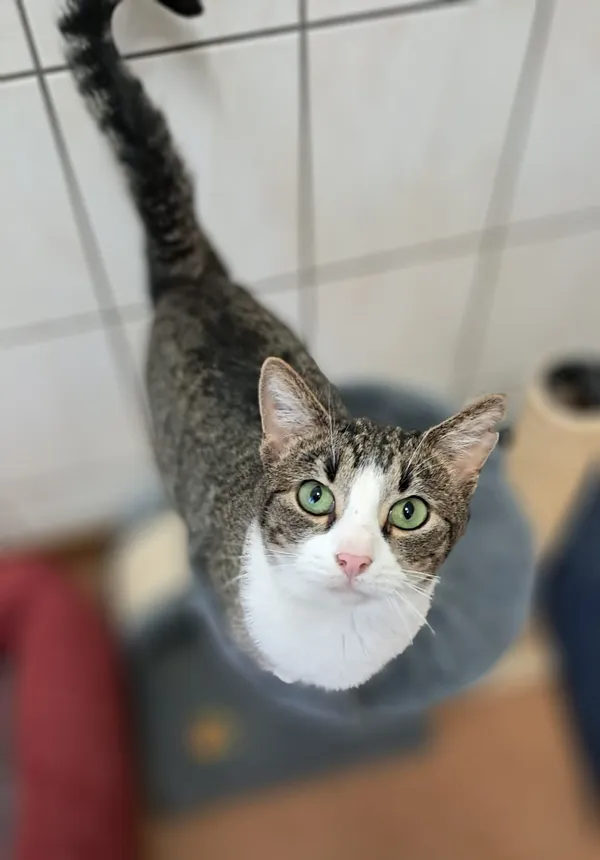 Kot do adopcji, Olsztyn, 19 lipca 2025 (3/4)