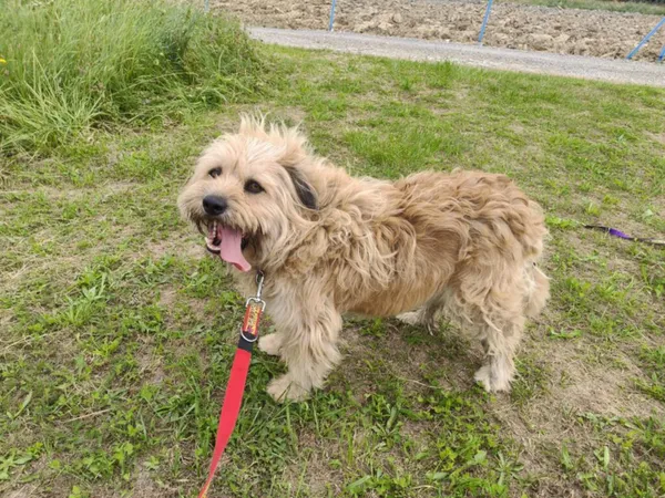 Pies do adopcji, Ropczyce, 25 sierpnia 2025