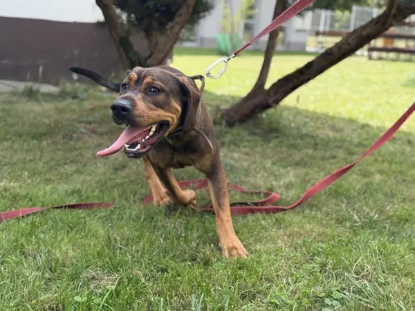 Pies do adopcji, Kraków, 12 sierpnia 2025 (1/5)