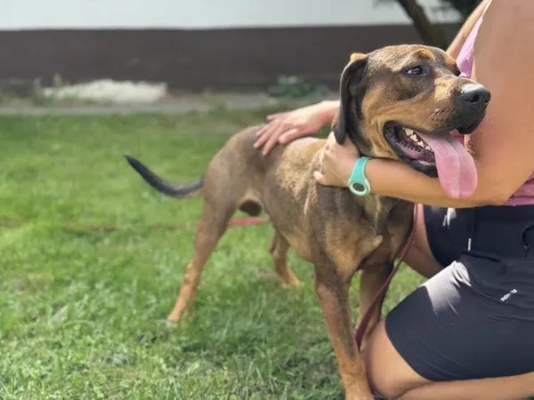 Pies do adopcji, Kraków, 12 sierpnia 2025 (2/5)