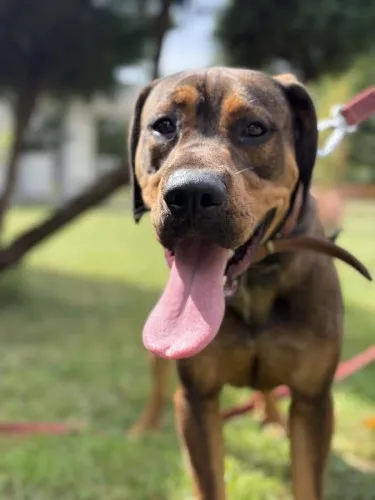 Pies do adopcji, Kraków, 12 sierpnia 2025 (3/5)