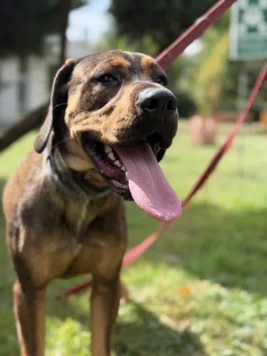 Pies do adopcji, Kraków, 12 sierpnia 2025 (4/5)