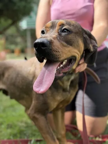 Pies do adopcji, Kraków, 12 sierpnia 2025 (5/5)