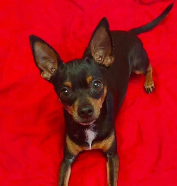 Zaginął pies, Wola Gołkowska, 27 sierpnia 2025