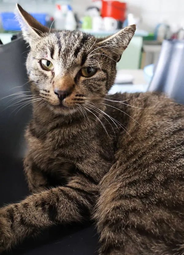 Znaleziono kota, Łódź, 26 sierpnia 2025 (1/4)