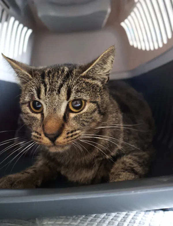 Znaleziono kota, Łódź, 26 sierpnia 2025 (2/4)