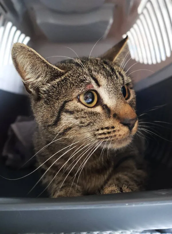 Znaleziono kota, Łódź, 26 sierpnia 2025 (3/4)