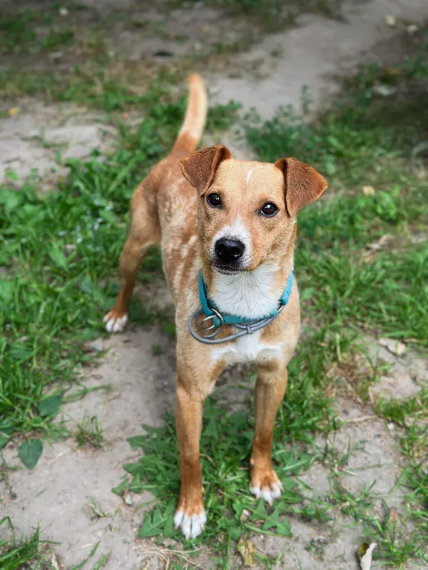 Pies do adopcji, Korabiewice, 28 lipca 2025 (2/5)