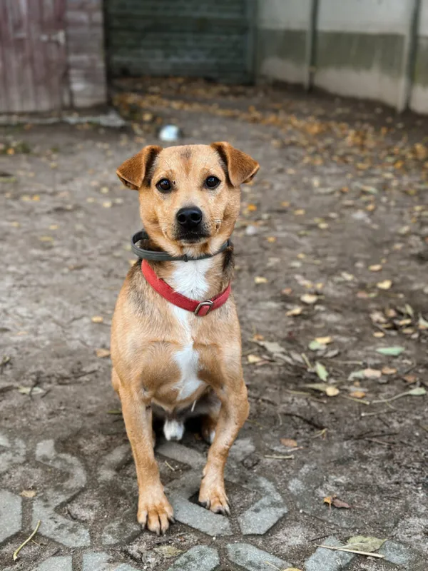 Pies do adopcji, Korabiewice, 28 lipca 2025 (1/5)